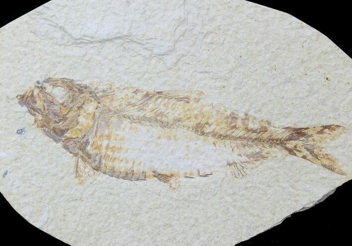 Large, Fossil Fish (Knightia) - Wyoming #88583